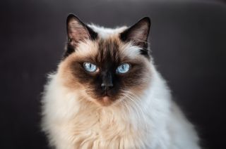 Další úžasné focení během vašeho hlídání - nádherného ragdolla Fuffyho ❤️🐾 V domácnosti tedy žije ještě jedna kočka, ale...