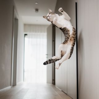 Focení koček je docela disciplína, to už jsme za ty léta hlídání koček sice vypozorovali, ale focení koček během hlídání,...