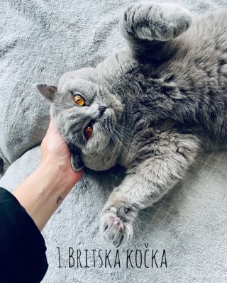 V nedávném videu jsme vám odhalili 10. nejčastějších plemen, která hlídáme u vás doma. V České republice vede na prvním...