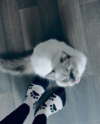 Pár krasavců z únorového hlídání napříč republikou 😸🐈🐈 #hlidanikocek #catphotography #catsitter #catnanny #kocicichuva