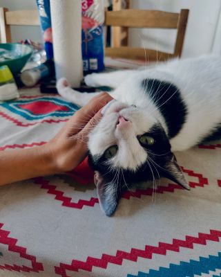 Dnešní den máme výběr z černobílek ❤️🐈🐈‍⬛ #hlidanikocek