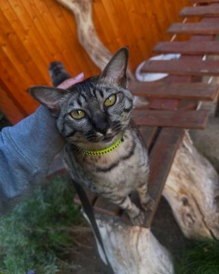 Savanová kočka v sobě skloubí luxus i divokost a exotiku. Jde o kočičí plemeno, které v sobě má temperament servala...