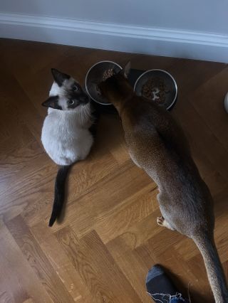 Podzimní nálož vašich chlupatých miláčků 🐈🐈😻😻 Nezapomeňte, jak rychle se vánoční čas blíží a objednávejte hlídání pro vše...