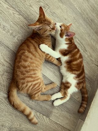 Listopadový nářez kočiček 😍🐈🐈🐈 Toto je malý průřez listopadem a už se těšíme se na ty vaše prosincové vánoční kočičky...